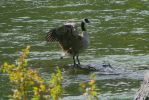 PICTURES/Bend Area Hikes - Bend Oregon/t_P1210414.JPG